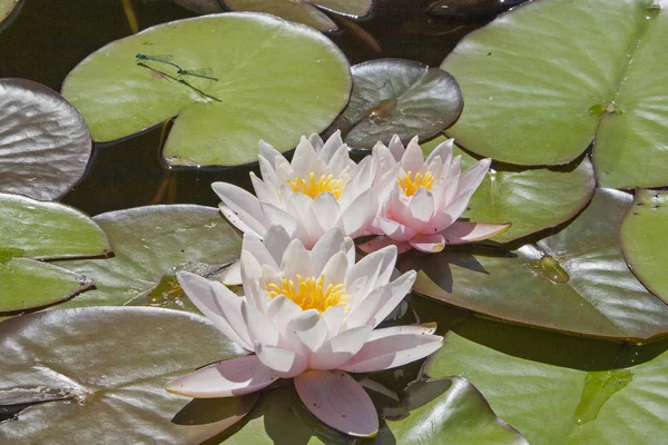 The queen of the pond