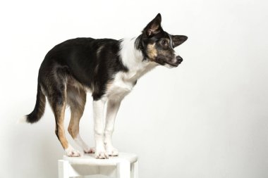 Beyaz bir arka plan stüdyo çalışmaları