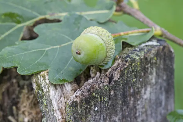 Green acorn in the summer — Stock Photo, Image