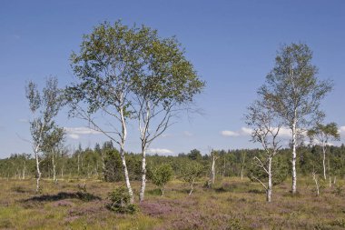 Kirchsee moor
