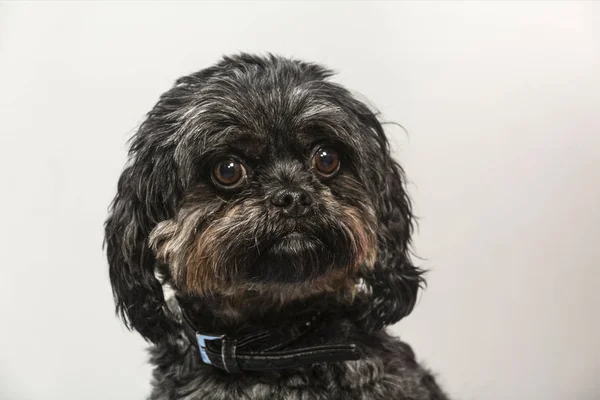 Hundeporträt einer Bolonka zwetna — Stockfoto