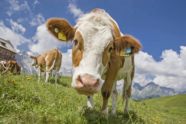 Cow on mountain meadow in Tyrol — Stock Photo, Image