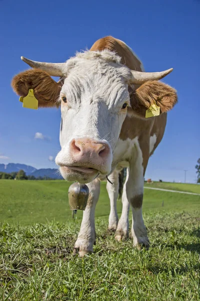 Confident cow on green mountain meadow — Stock Photo, Image