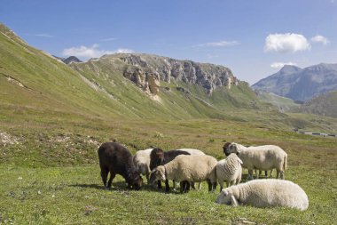 Hohe Tauern dağlarda koyun