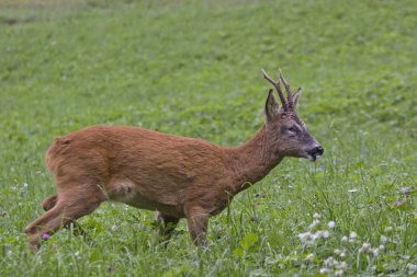 Roebuck yeşil çayır üzerinde