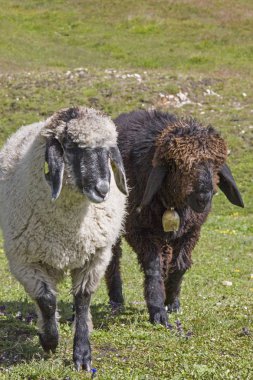 Hohe Tauern dağlarda koyun
