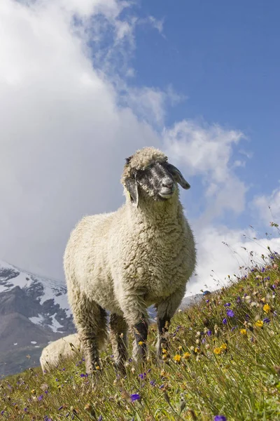 Hohe Tauern dağlarda koyun — Stok fotoğraf