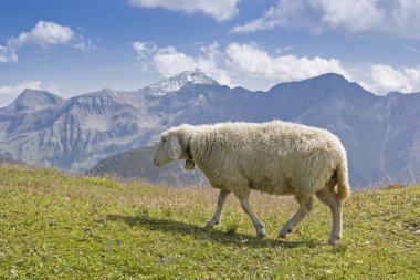 Hohe Tauern dağlarda koyun