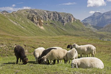 Hohe Tauern dağlarda koyun