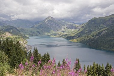 Epilobium angustifolium ve Lac de Roselend