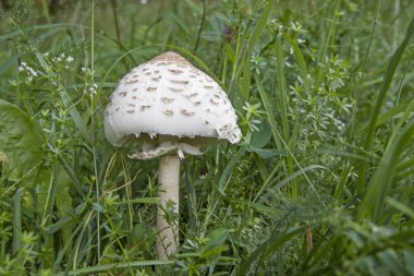 Macrolepiota procera yeşil çayır üzerinde