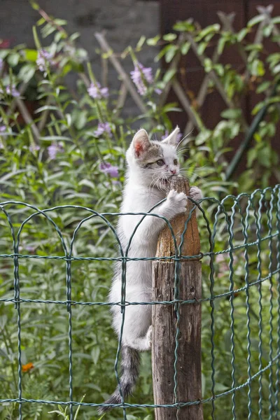 Climbing cat in her element — Stock Photo, Image