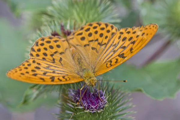 Motyl na oset — Zdjęcie stockowe