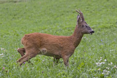 Roebuck yeşil çayır üzerinde