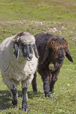 Hohe Tauern dağlarda koyun