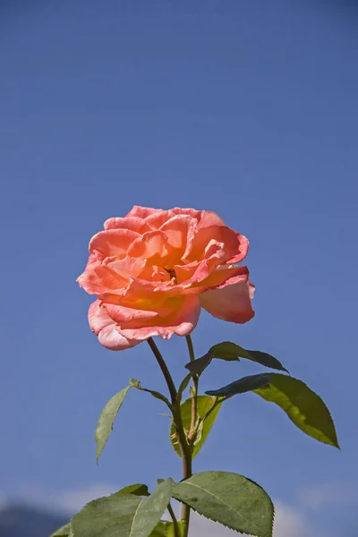Rosa roja frente al cielo azul — Foto de Stock