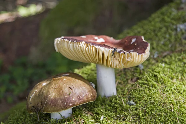 Two russulas in a forest clearing — Stock Photo, Image