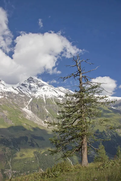 Wiesbachhorn com pinheiro de montanha — Fotografia de Stock