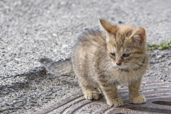 Gatinho basks na rocha — Fotografia de Stock