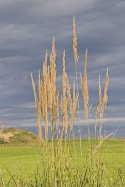 Kuzukulağı kara bulut gökyüzü önünde