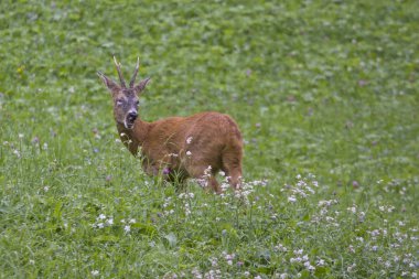 Roebuck yeşil çayır üzerinde