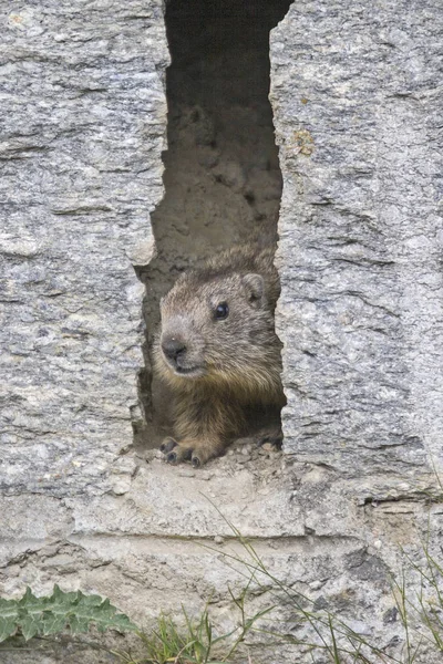 Marmotta curiosa — Foto Stock