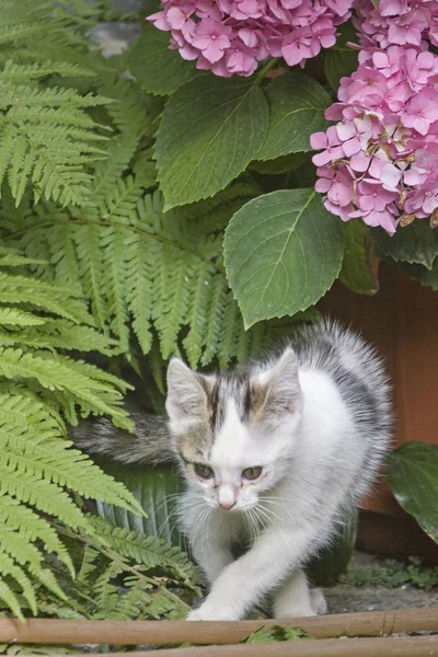 Gatinho com flor de hortênsia — Fotografia de Stock