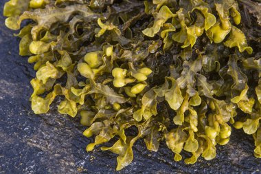 Deniz yosunları alçak sularda