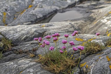 Beach carnation on a rocky coast clipart