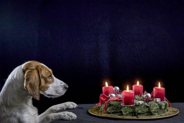 Noel çelenkli bir av köpeği.