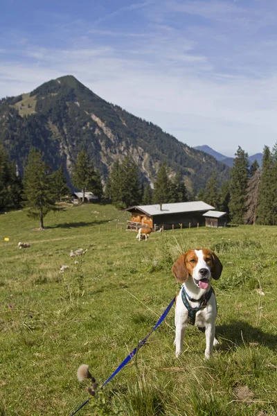 Beagle com Bodenalm e montanha Wallberg — Fotografia de Stock