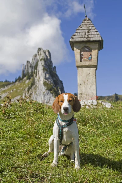 Beagle dans les Alpes du Tegernsee — Photo