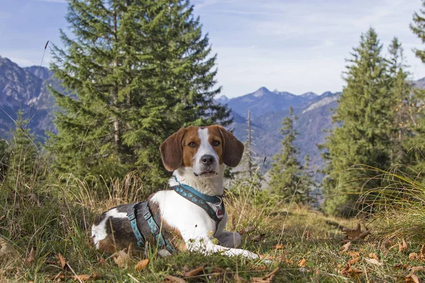 Trainsjoch 'a Beagle yürüyüşü — Stok fotoğraf