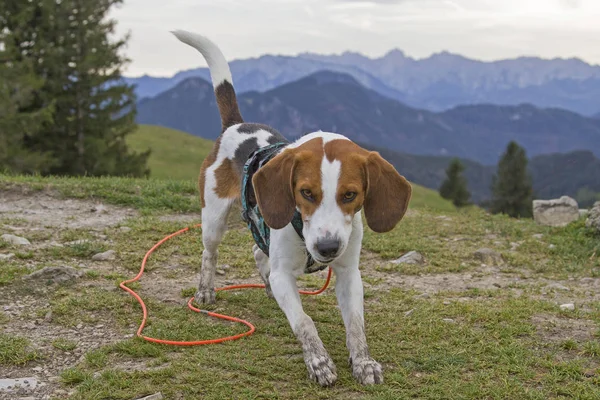 Beagle on the summit of Farrenpoints — Stock Photo, Image