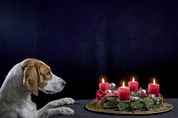 Beagle with Christmas wreath