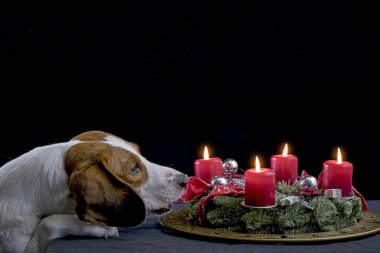 Noel çelenkli bir av köpeği.