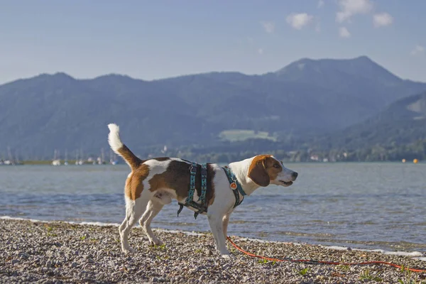 Beagle at lake Tegernsee — Stock Photo, Image