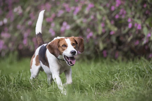 Rinnande beagle — Stockfoto
