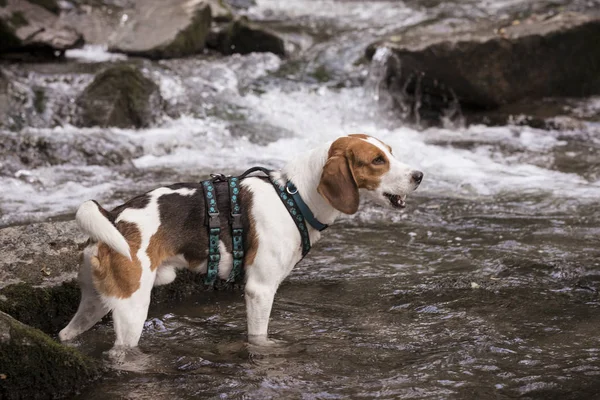 Beagle with mountain stream