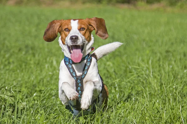 Rinnande beagle — Stockfoto