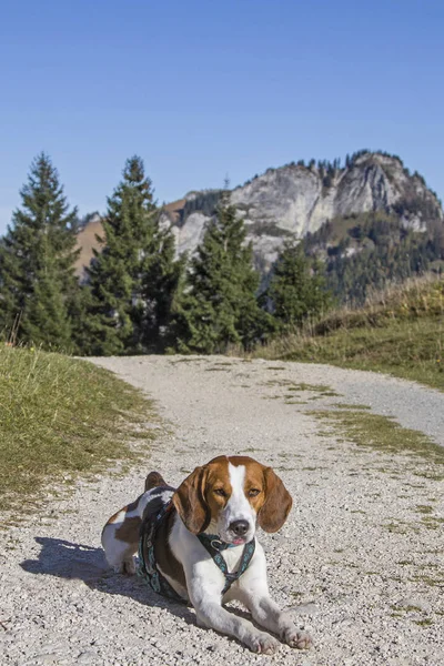 Beagle marche jusqu'au Kranzhorn — Photo