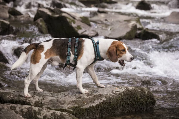 Beagle mit Gebirgsbach — Stockfoto