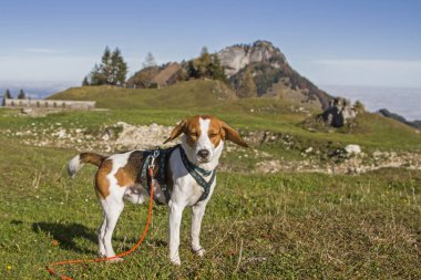 Beagle Kranzhorn 'a yürür