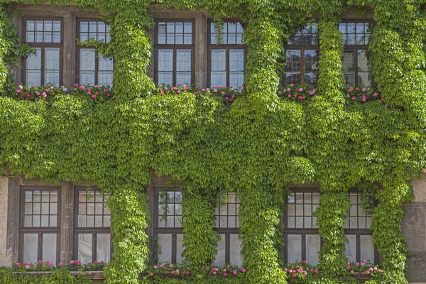 The facade of the Gothic town hall in Quedlinburg is overgrown with ivy