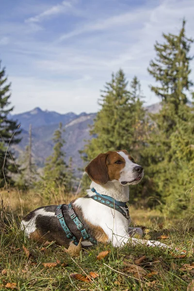 Beagle randonnée à Trainsjoch — Photo