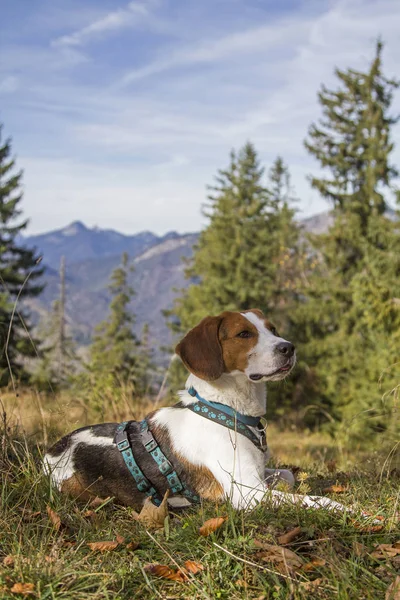 Trainsjoch 'a Beagle yürüyüşü — Stok fotoğraf