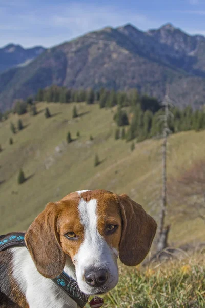 Beagle hike to Trainsjoch — Stock Photo, Image