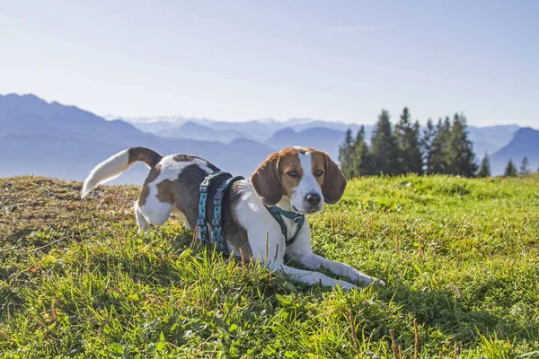 Beagle Kranzhorn 'a yürür — Stok fotoğraf