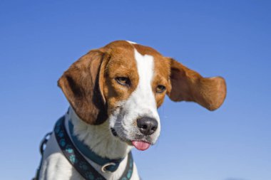 El sallayan kulaklı bir av köpeği portresi