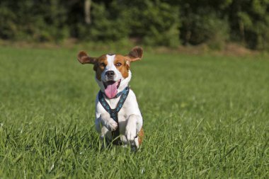 çalışan beagle